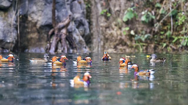 贵州铜仁：天生桥大峡谷迎来越冬鸳鸯
