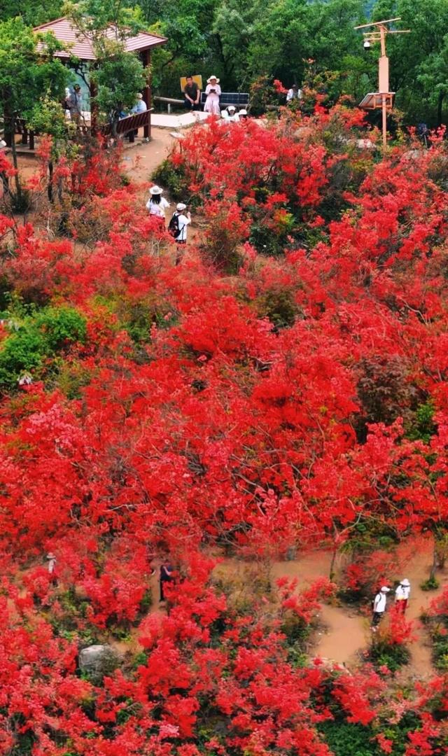 春日盛景再现！经开万株映山红漫山盛放