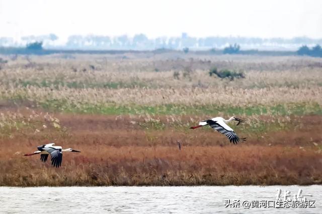 【黄河口生态旅游区】观鸟季 追光向海,赴一场黄河口的飞鸟之约!