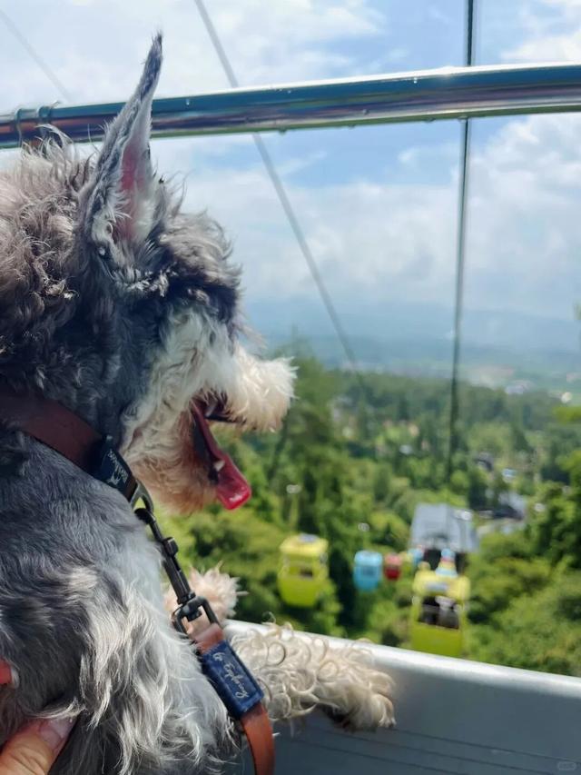 在韶关，带毛孩子去哪“浪”？这份宠物友好地图请收藏，撒欢不踩雷~