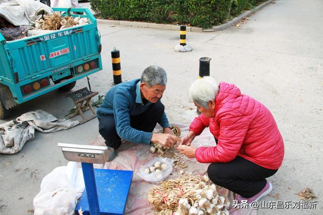 携老伴虹桥花园赏菊（上）
