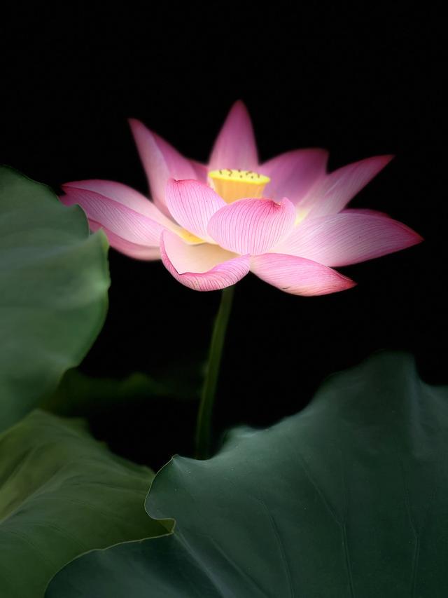 夏日西湖，8月9日。