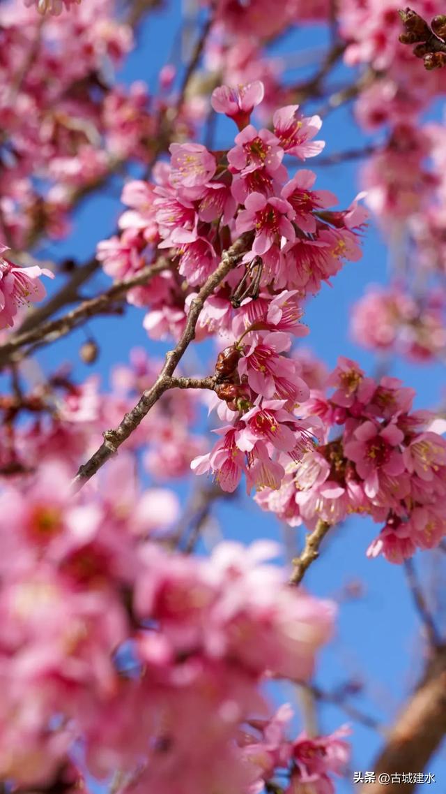 山涧茶垄樱似霞 建水云龙山冬日樱韵正当时