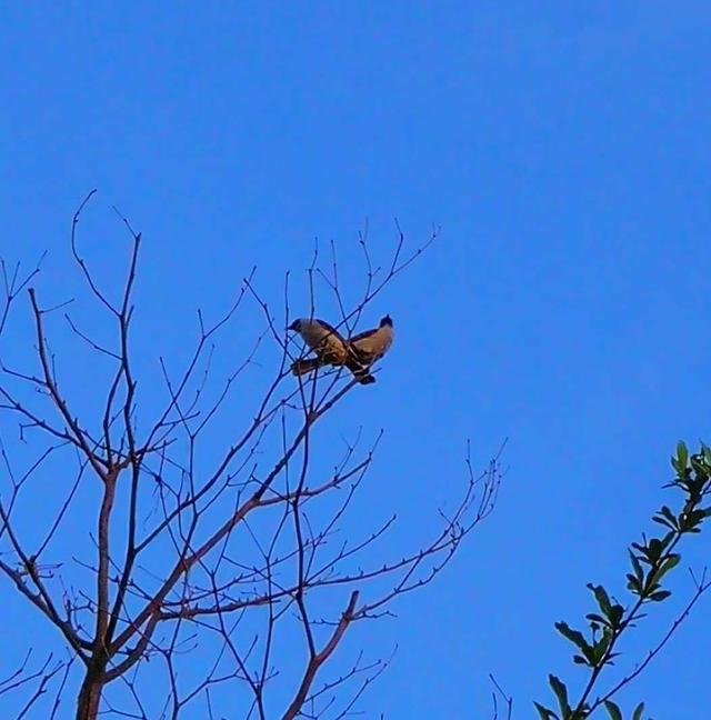 成双对的鸟儿——我的音乐相册《早起的鸟儿》再观记