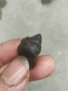 四川男子清洗田螺时	，意外发现田螺身上套着金戒指，价值或超万元