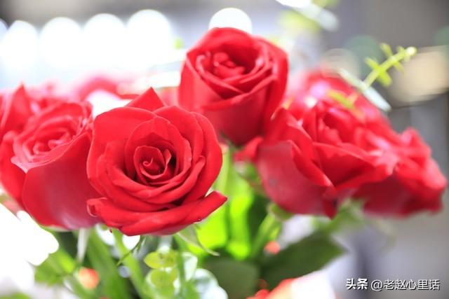 红玫瑰与白玫瑰：她为何越界，他又何从“朱砂痣”沦为“蚊子血”