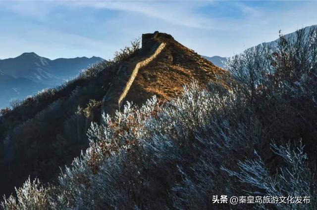 秦皇岛多地惊现雾凇奇观，玉树琼枝，绝美不输东北！