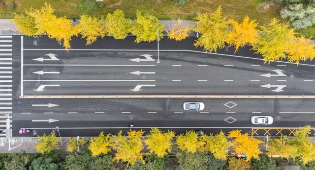 美到窒息！锦江街头的银杏可以“慢慢看”啦