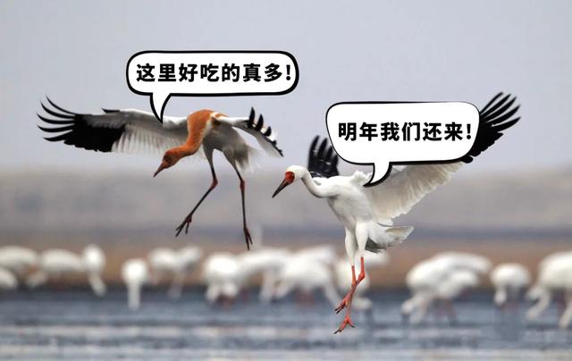 湖北公安 |【万里长江湖北行】鹳䴙䴘鸻鹈鹕鳽鹬鹛鹀䴓鹎，到底怎么读？