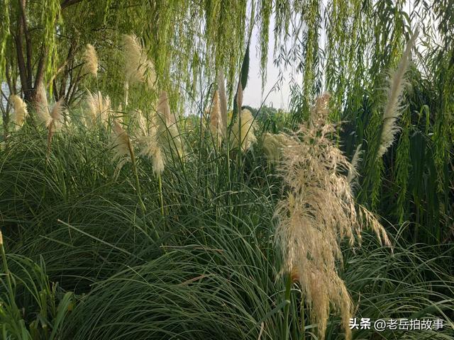 又是一年芦花开