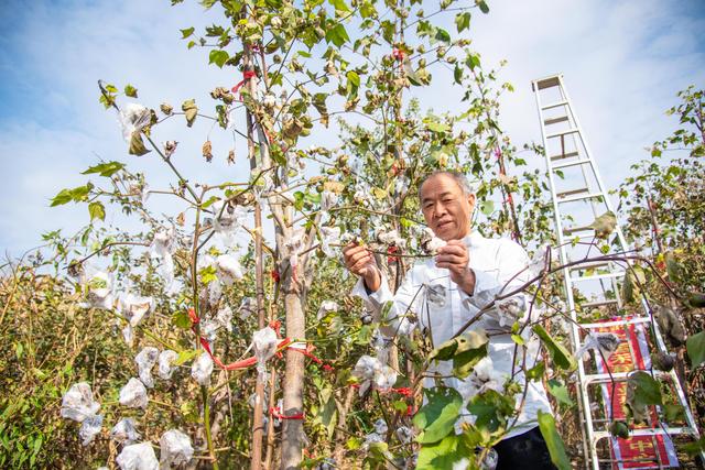 农民又立大功！德州62岁农民种出4.26米高的，1棵结136个