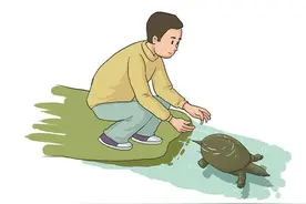 网购甲鱼放归自然？ 部门：这事有风险图片