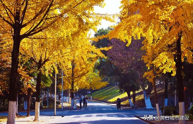 此刻 黄石下起黄金雨！
