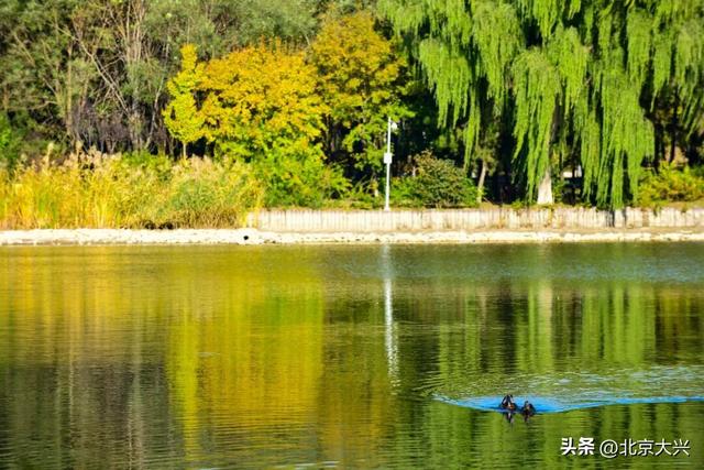 限定上新！大兴的秋景一眼心动🥰🥰