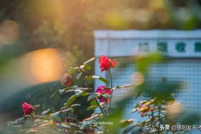 最新实拍!德阳东湖山都美成啥样了啊?太夸张了