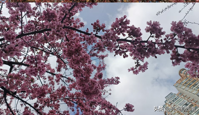 兴义人工湖冬樱花迎冬绽放