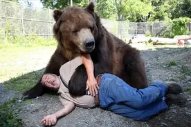 熊到底有多狡猾？会模仿人类敲门，有人靠近后直接活吃图片