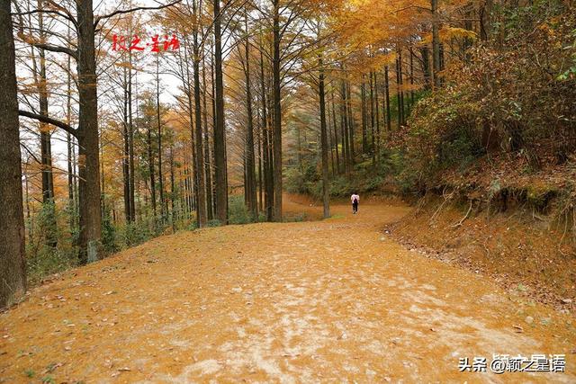 四明山脉的精华，四明山镇，全域皆风景