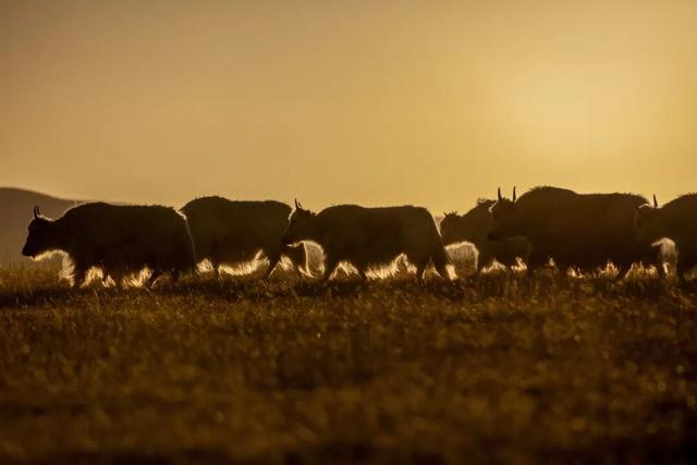 来白音锡勒和牦牛贴贴～
