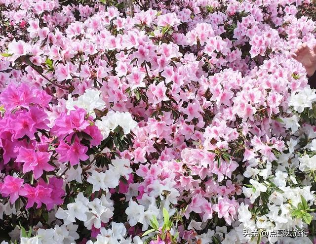 成都公园最大规模杜鹃花开了，200多亩花开成海，不要门票！