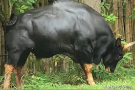 中国6种“牢底坐穿兽”，全都是一级保护动物，每一只都是国宝！图片