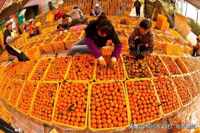 你会专程为了吃而跑一趟柳城吗？我的答案是：会！
