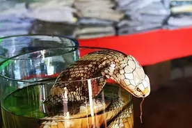 蛇酒变毒酒？女子喝完“蛇酒”却双手残废，酒泡蛇到底有多可怕？图片