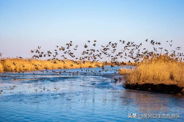 【黄河口生态旅游区】“12.4”国家宪法日——当黄河潮涌遇见法治之光