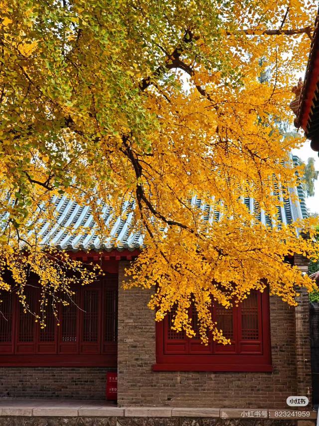 最适合拍银杏的地方！ 临沂十个0元打卡点，抓住今年最后的金色风暴！