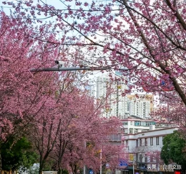 美炸！美炸！全国裹貂我赏樱！昆明最全冬樱赏花攻略来了，周末快冲~