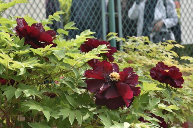 护航牡丹文化节丨黑的白的红的黄的紫的绿的蓝的