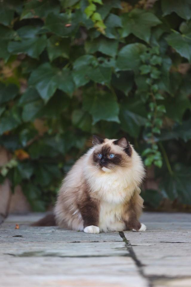 观复猫带你画·中华最有名 | 观音泉