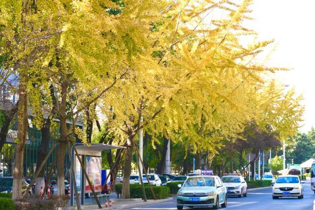 深秋的解放大道，安陆把最美的色彩泼给了它