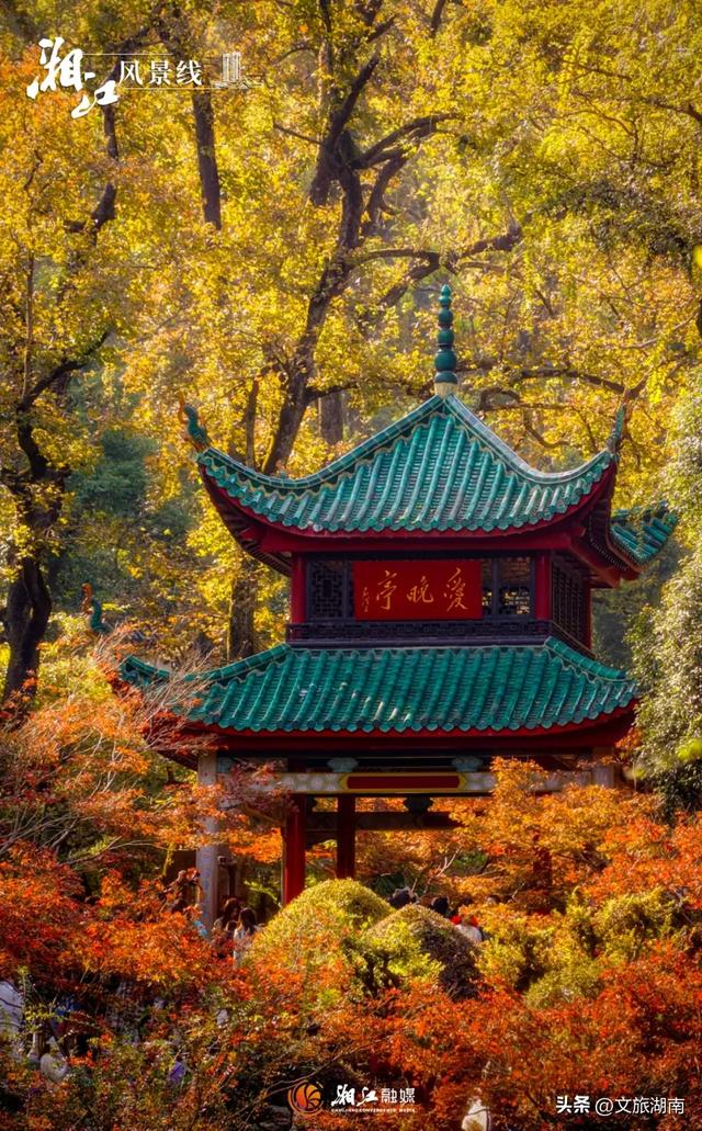 红了！湖南“追枫”地图更新