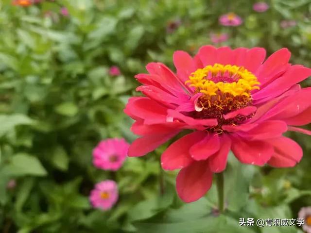 现代诗：冲浪（外七律一首）