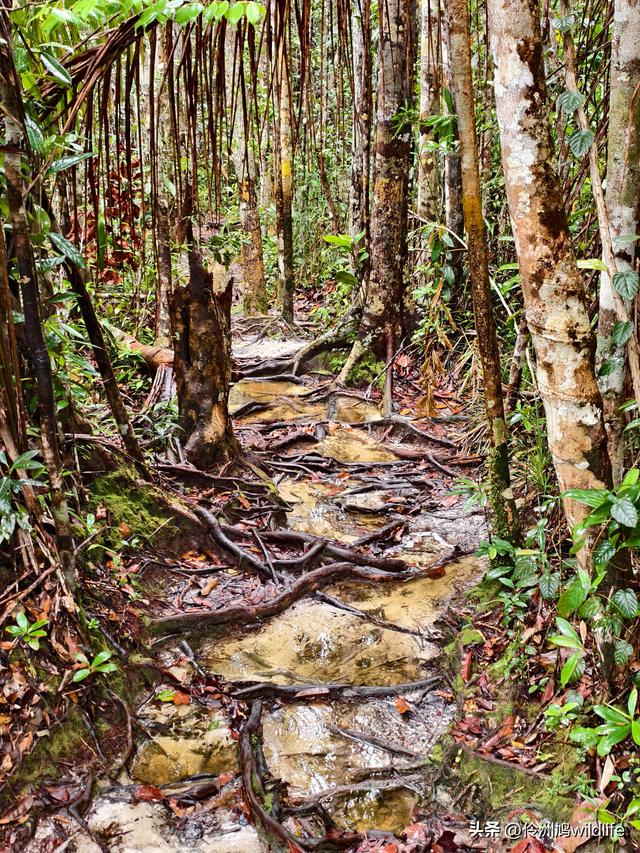 马来西亚(36)砂拉越州⑩峇哥国家公园夜间徒步体验