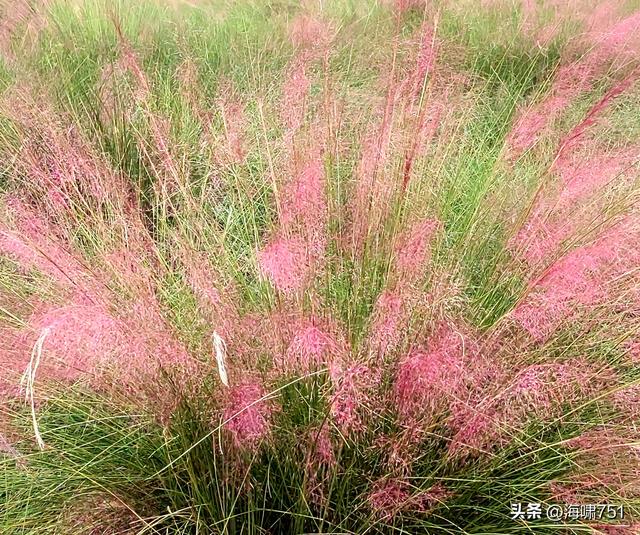佛山三水芦苞花海生态公园