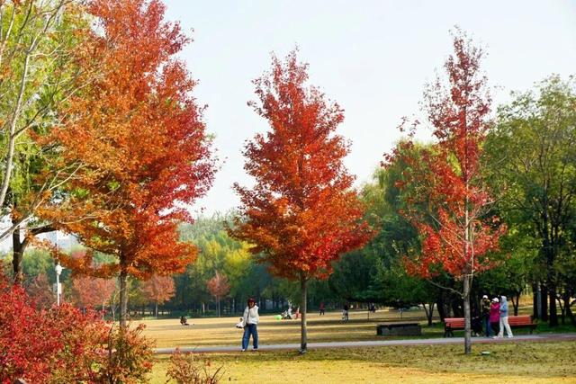 实拍！海淀“莫奈花园”已开启五彩斑斓“童话模式”