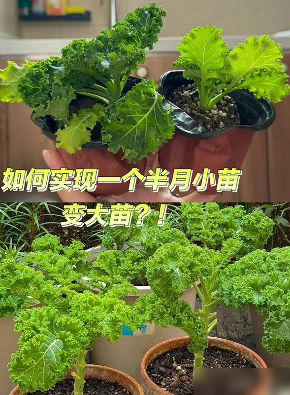 山东一阿姨火了，“一棵菜养9年”，根本吃不完，网友：也太牛了