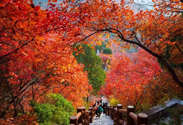 最新实拍！潍坊这里迎来“全红时刻”！