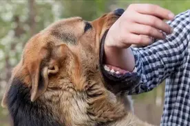 感染了狂犬病，身体会出现哪些症状？狂犬病患者需经历几个时期？图片
