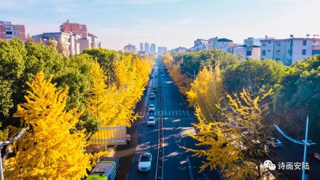 深秋的解放大道，安陆把最美的色彩泼给了它