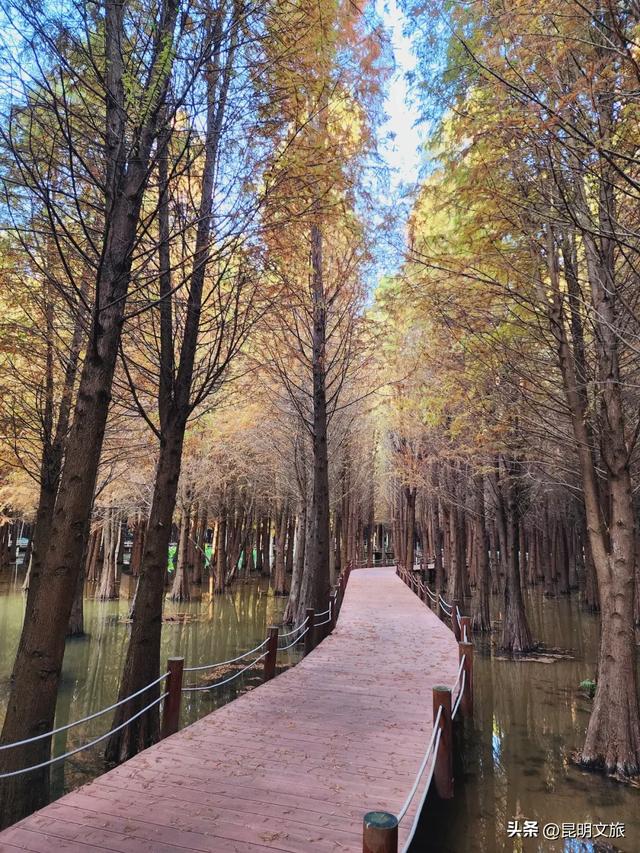 “红”爆！是谁还没有Get昆明的冬天？你知道12月的滇池有多绝？周末冲~