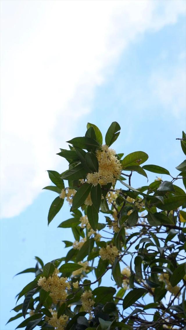 金秋九月，青川的桂花都开了，Pong香！