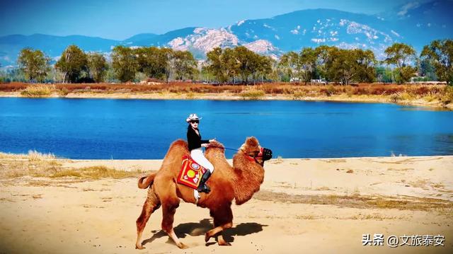 -10°C也拦不住！被窝里哪有马背上潇洒？小泰成功解锁泰安冬季最野玩法！