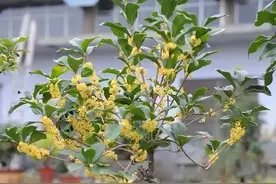 适合家养的最香的5种花，你养了几种？又香又美容易管理图片