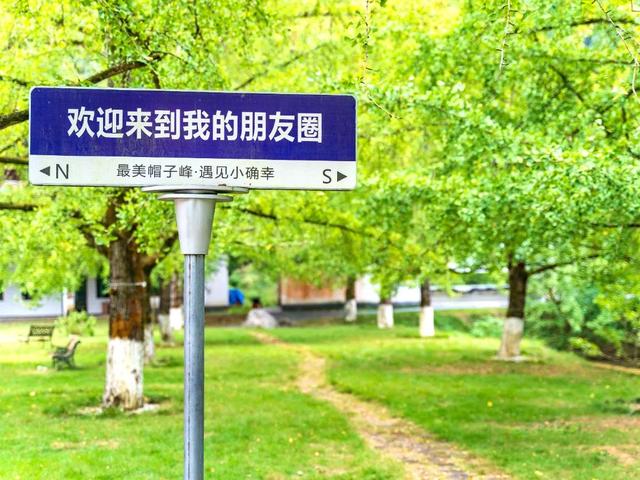 黄了！黄了！南雄银杏逐渐换上“金装”，码好这条线路追秋去