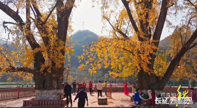 评分秋色：随州为啥被称为“杏”运城市？