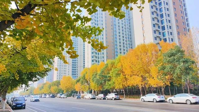 有“杏”遇见！薛城这些银杏林藏着最绚烂的秋天！