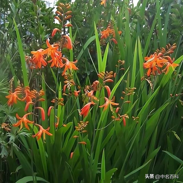火星花养成指南：让你家阳台开出“外星来客”！